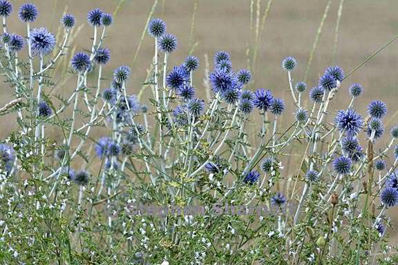 echinops ritro 1 graphic